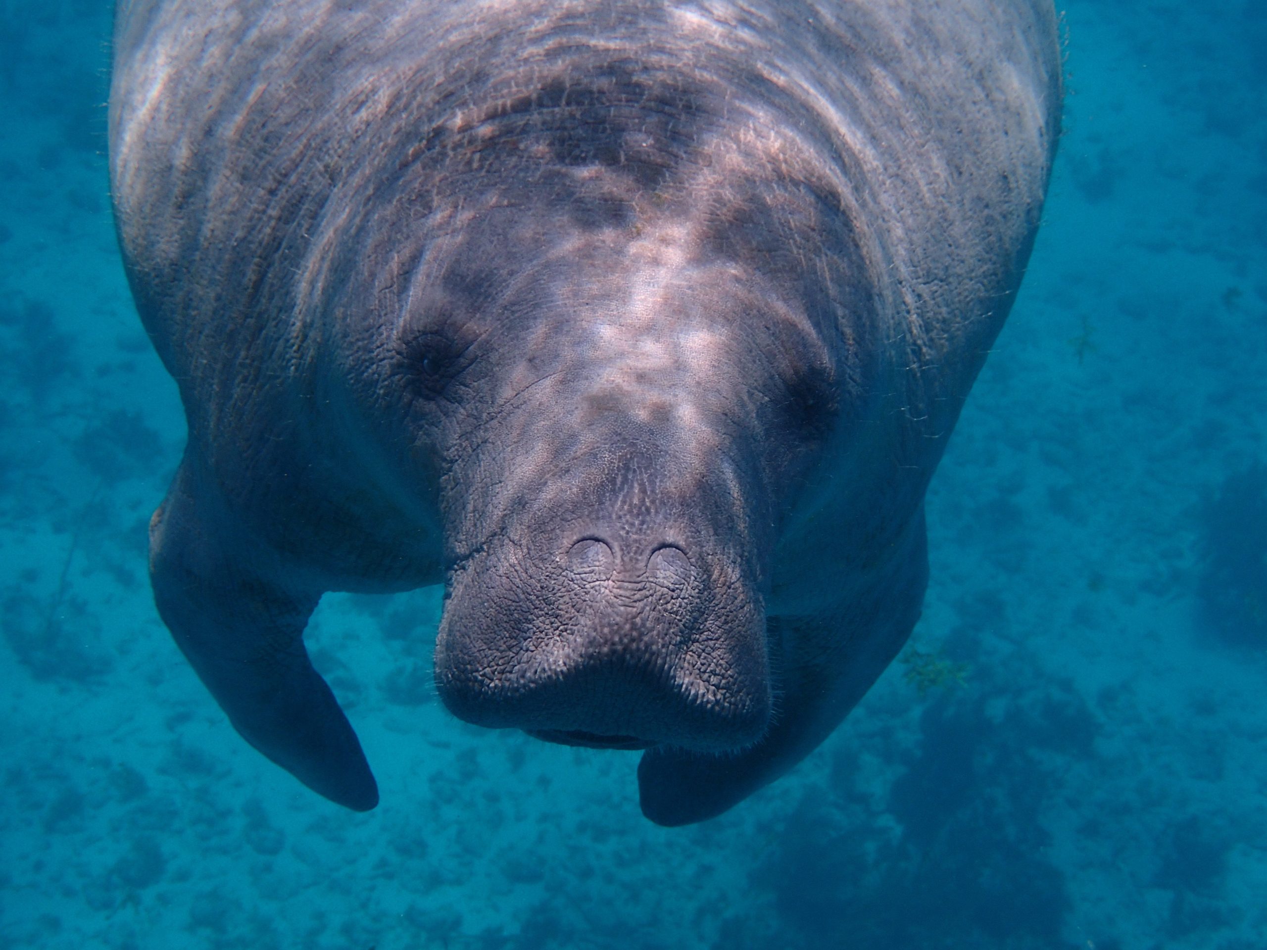 Underwater image of a manatee swimming in clear, blue ocean water. The manatee appears calm and gentle, with sunlight rippling across its back.