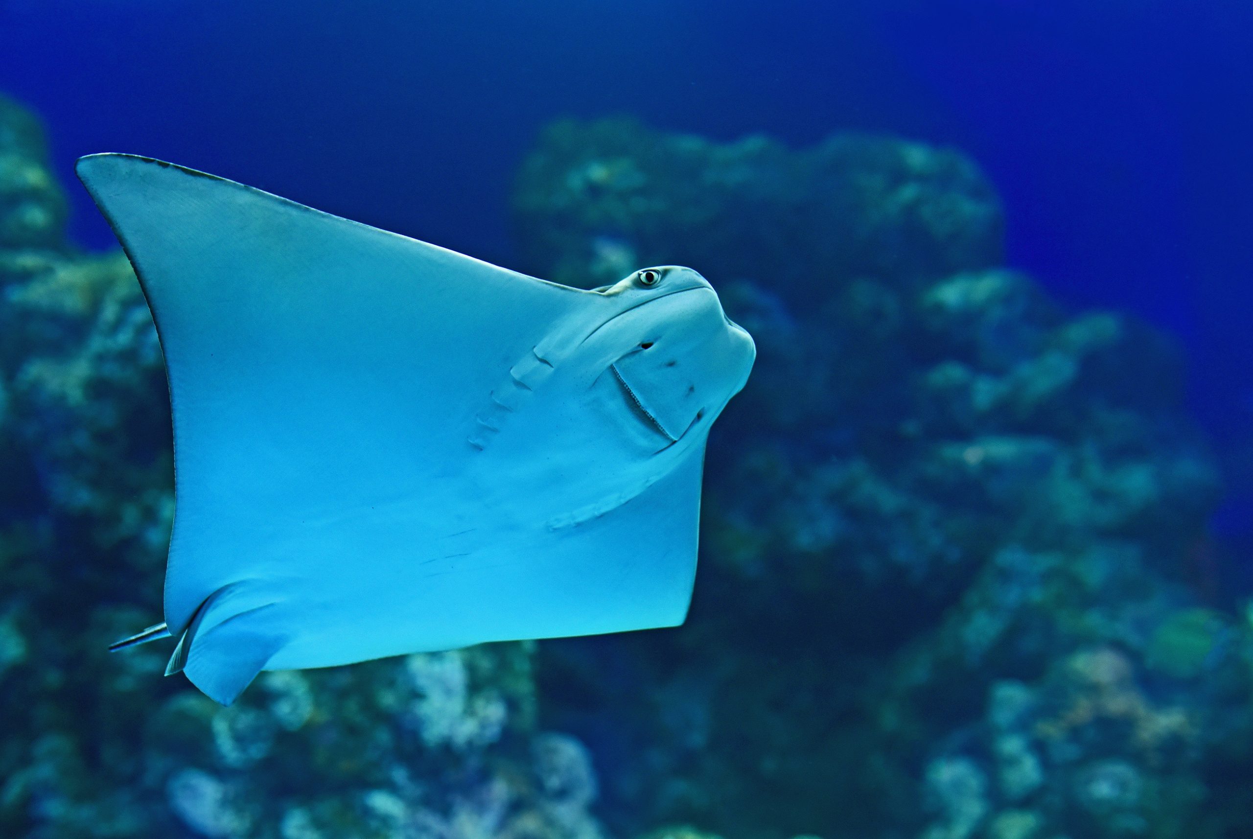 A sleek manta ray glides gracefully through deep blue water, with textured coral visible in the background. The scene conveys serene, underwater tranquility.
