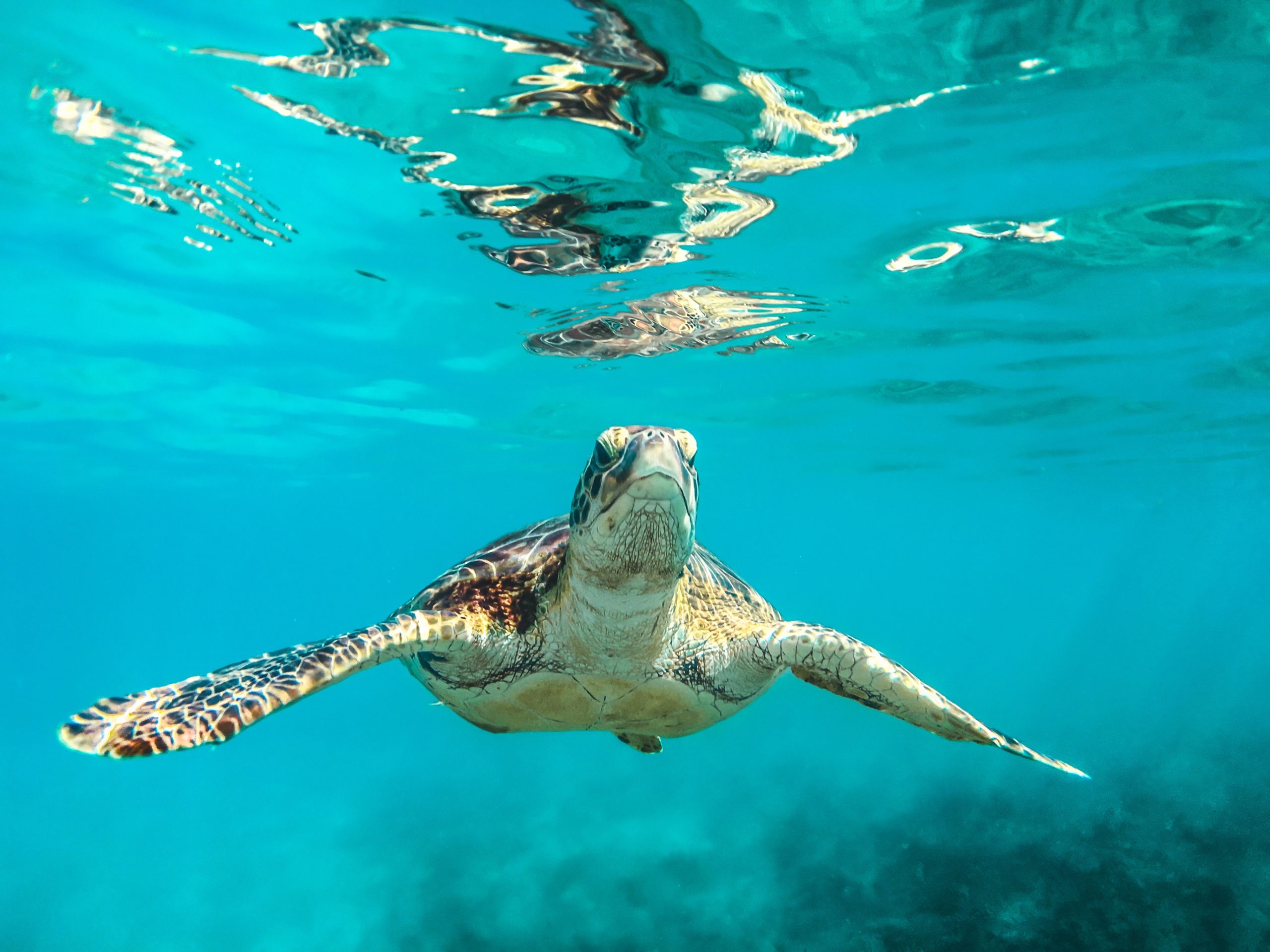 A sea turtle gracefully swims underwater, surrounded by clear blue water with sunlit reflections on the surface, conveying a sense of tranquility.