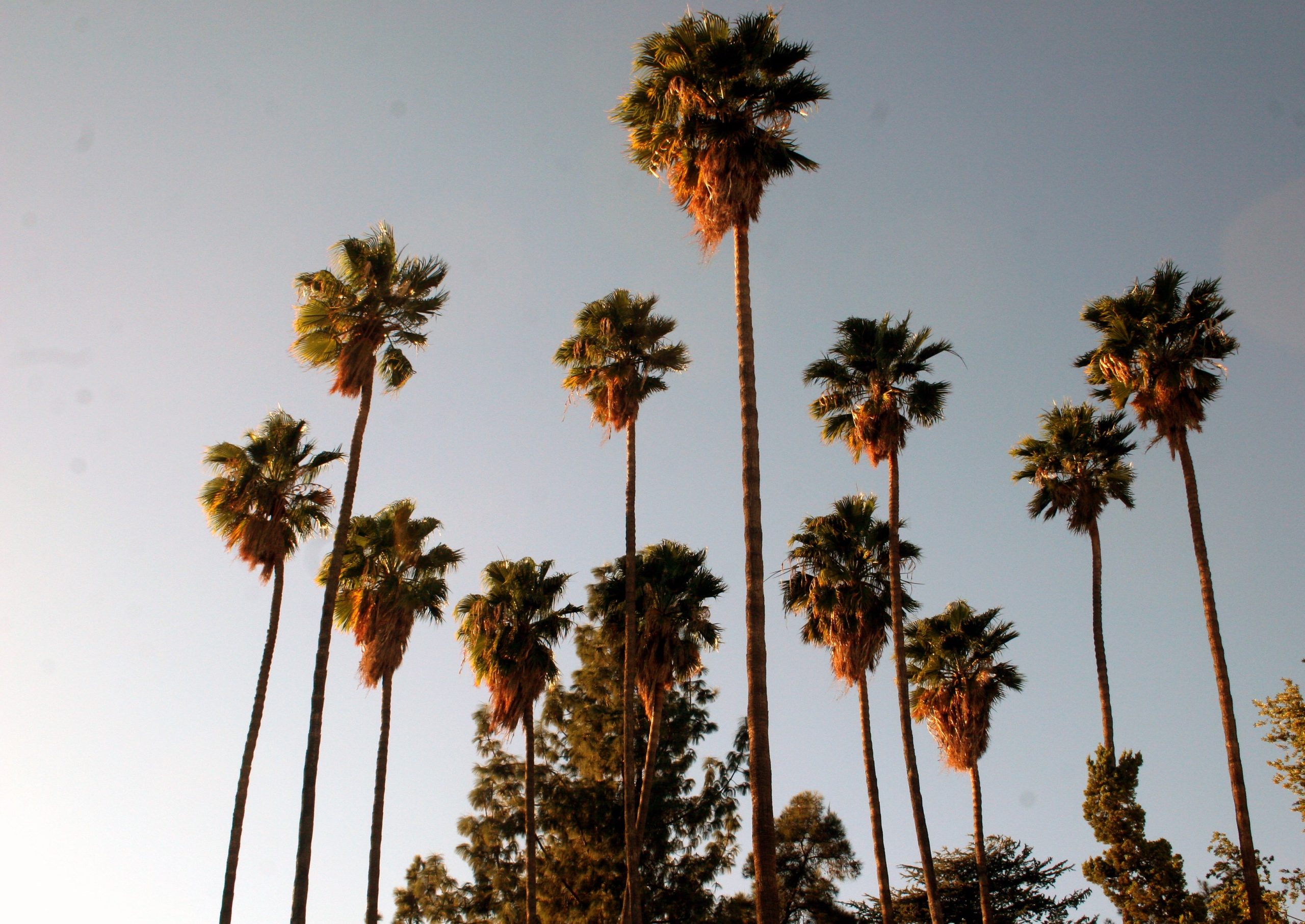 Tall palm trees silhouetted against a clear blue sky, capturing a serene and tropical atmosphere, with a warm glow from the setting sun.