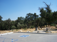 Parking lot with a marked accessible parking space, surrounded by dry grass and scattered trees under a clear blue sky. Peaceful, sunny day.