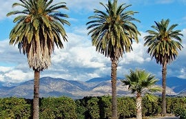 Tall palm trees stand against a backdrop of cloudy skies and distant mountains, conveying a serene, tropical ambiance. Lush green foliage surrounds the trees.