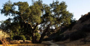 A large, lush tree with broad branches stands beside a winding dirt path in a sunlit, hilly landscape. The scene conveys a peaceful, natural ambiance.