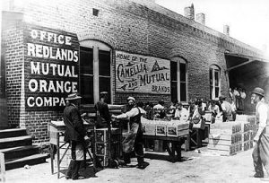 Image of Mutual Orange Distributors Packing House