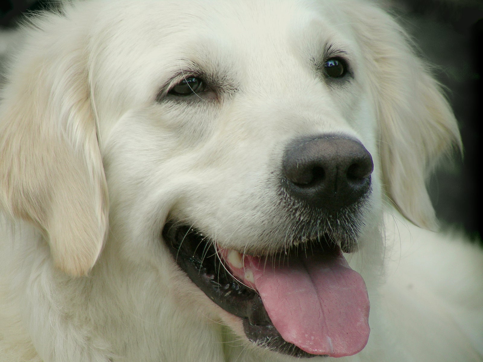 Fall Dog Obedience Classes