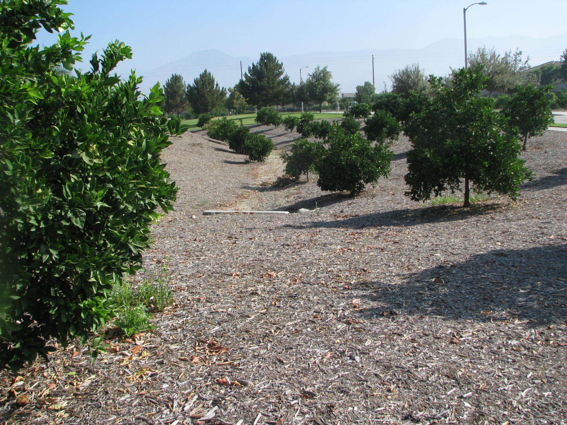 Map of City’s Citrus Groves