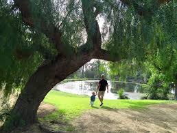 A person walks hand in hand with a child under a large tree by a serene pond. Sunlight filters through leaves, creating a peaceful, warm atmosphere.
