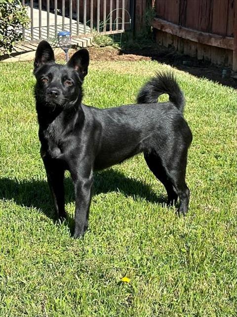 Terrier Mix Black Dog stands on green grass