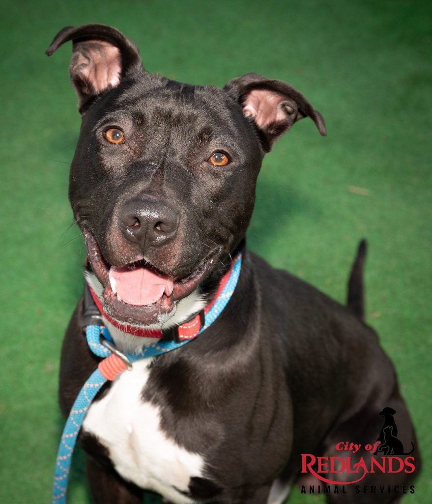 A black colored dog with floppy ears stands on a grassy area