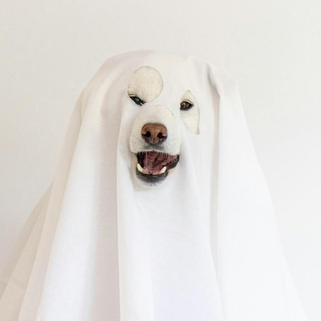A dog with white fur is covered by a white sheet with cut-out holes for its eyes and nose, resembling a ghost costume, against a plain white background.