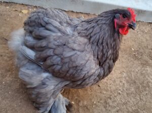 A grey chicken with red wattles and comb stands on a dirt ground near a concrete border.