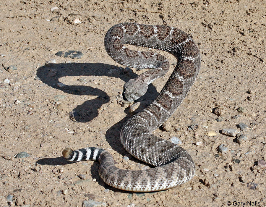 A coiled rattlesnake with a raised head and visible rattle, resting on a sandy, rocky surface.