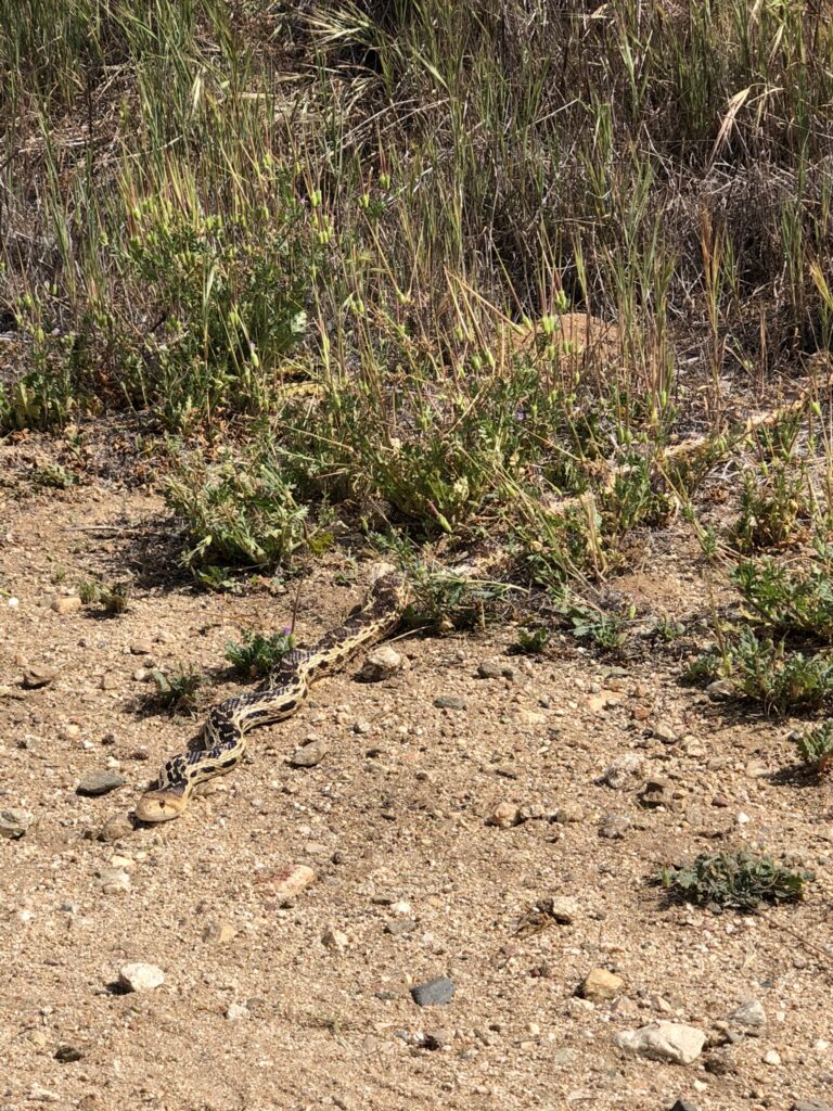 A patterned snake lies on rocky dirt ground near green grass and plants, partially blending in with its surroundings.