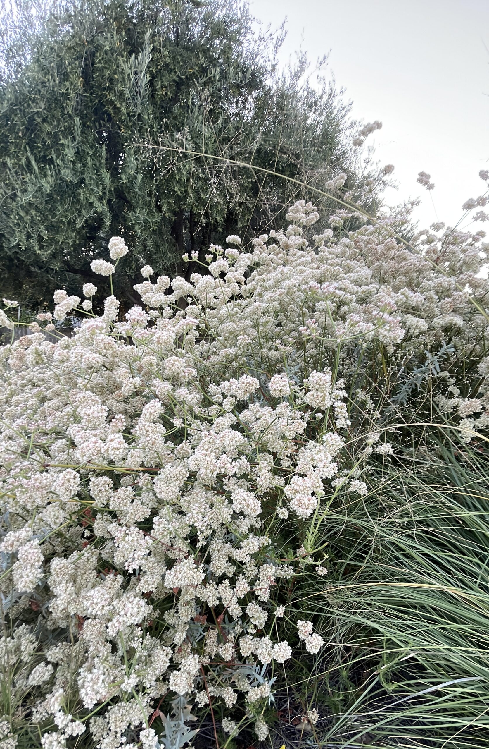 Dense cluster of small white flowers in front of tall green grasses and bushes, with a tree in the background under a pale sky.