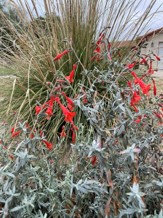 Bush with long green grass-like leaves and numerous red tubular flowers, set outdoors with a building partially visible in the background.