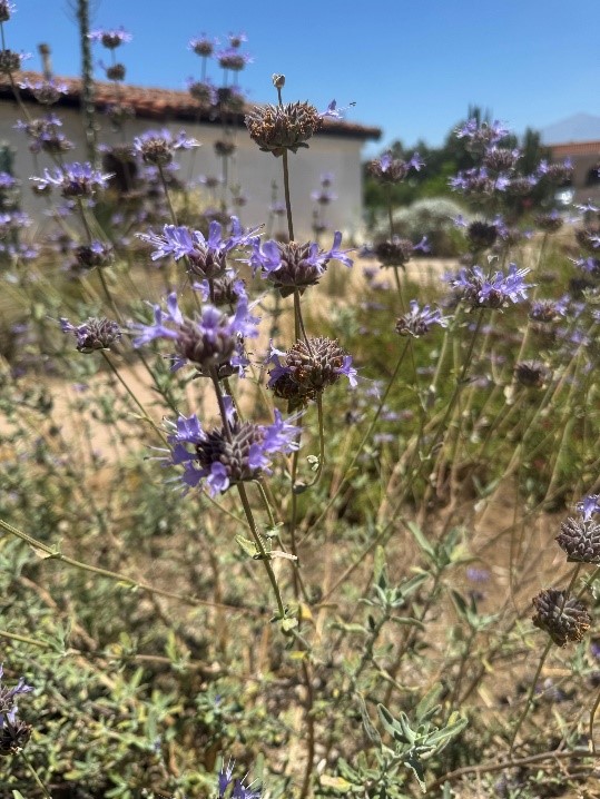 Close-up of purple wildflowers with thin stems in a dry, sunny garden setting; blurred building and blue sky in the background.