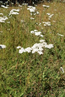 Clusters of small white wildflowers on green stems grow in a grassy field under sunlight.