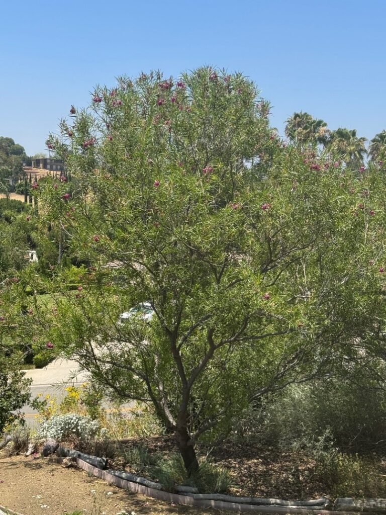 A medium-sized tree with light green leaves and small pink flowers stands in a landscaped garden area beside a road, with other trees and plants in the background.