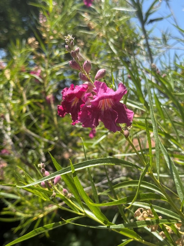 Close-up of a pink desert willow flower and buds surrounded by long, narrow green leaves, with sunlight and blue sky in the background.