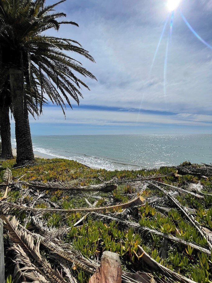 Palm trees and green ground cover on a coastal bluff overlook a calm ocean under a partly cloudy sky, with the sun shining brightly.