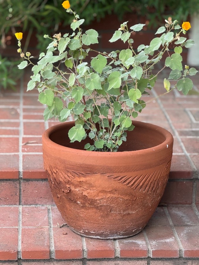 A leafy plant with small yellow flowers grows in a textured terracotta pot, placed on brick steps outdoors.