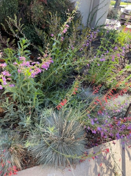 A garden bed with various flowering plants, including pink, purple, and red blooms, and spiky green foliage bordered by a concrete edge.