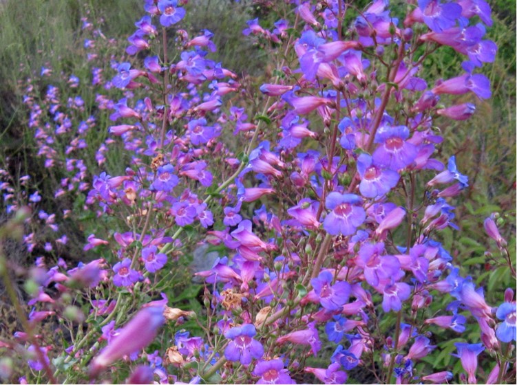 Clusters of purple and violet wildflowers with green foliage in the background, photographed outdoors in natural light.