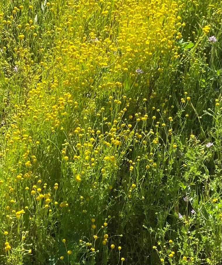 A patch of densely clustered yellow wildflowers with thin green stems grows among grass and other greenery in bright sunlight.