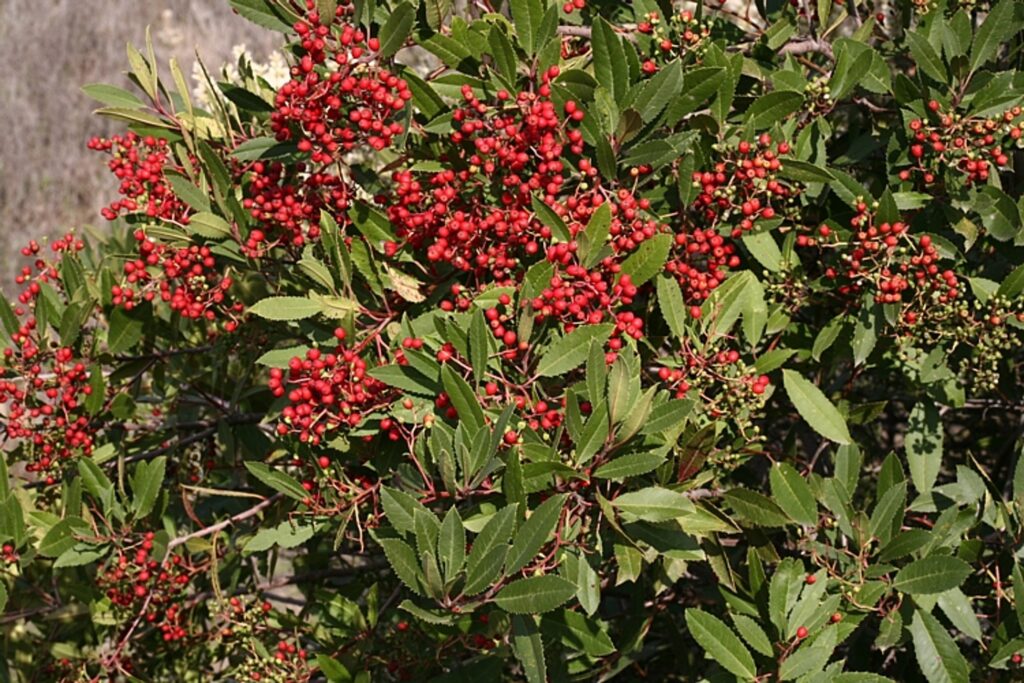 Shrub with clusters of small red berries and elongated green leaves, set outdoors in natural sunlight.