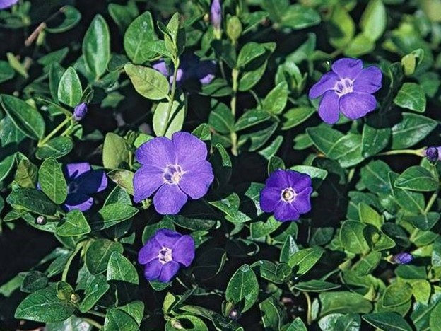 Green leafy plant with several purple, five-petaled flowers in bloom. The flowers have white centers and are surrounded by lush foliage.