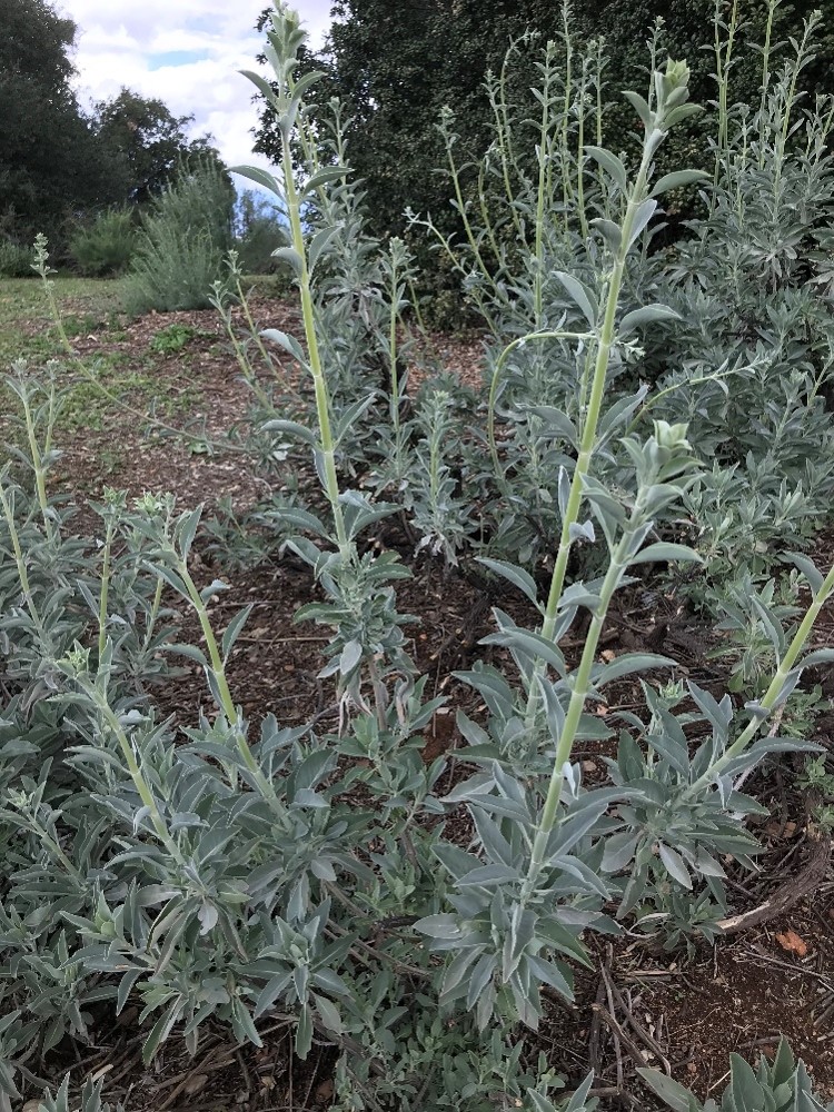 Tall, leafy green plants with elongated stems growing outdoors in a natural setting with mulch and trees in the background.
