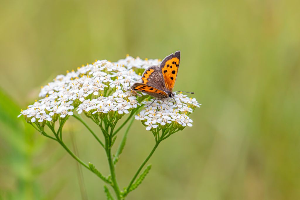 Close-up of a Small Copper Butterfly (Lycaena phlaeas) on white Yarrow flowers in a summer meadow.